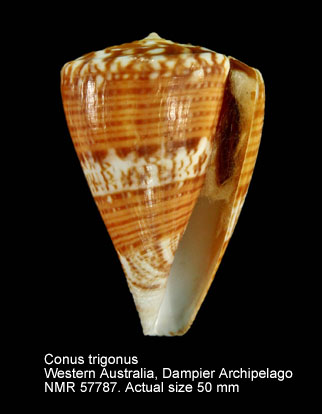 Conus trigonus.jpg - Conus trigonusReeve,1848
